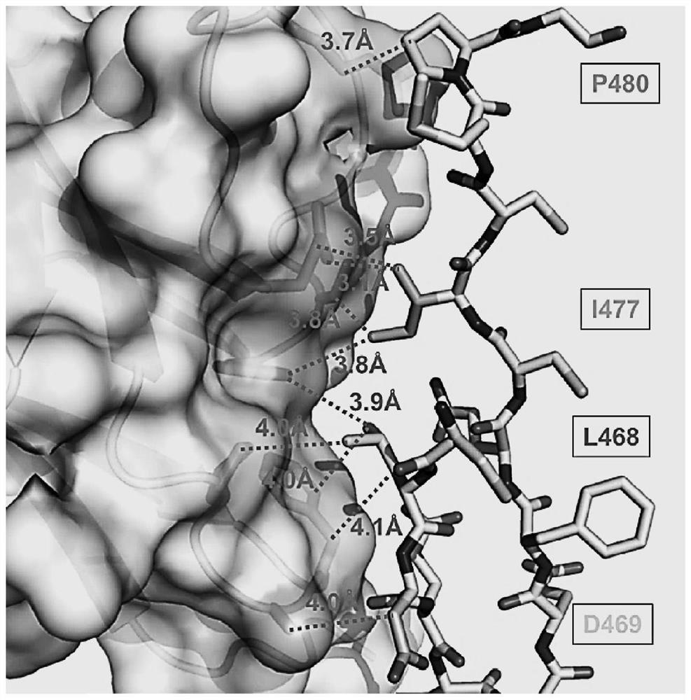 Peptides for specific inhibition of jag1-notch1 pathway