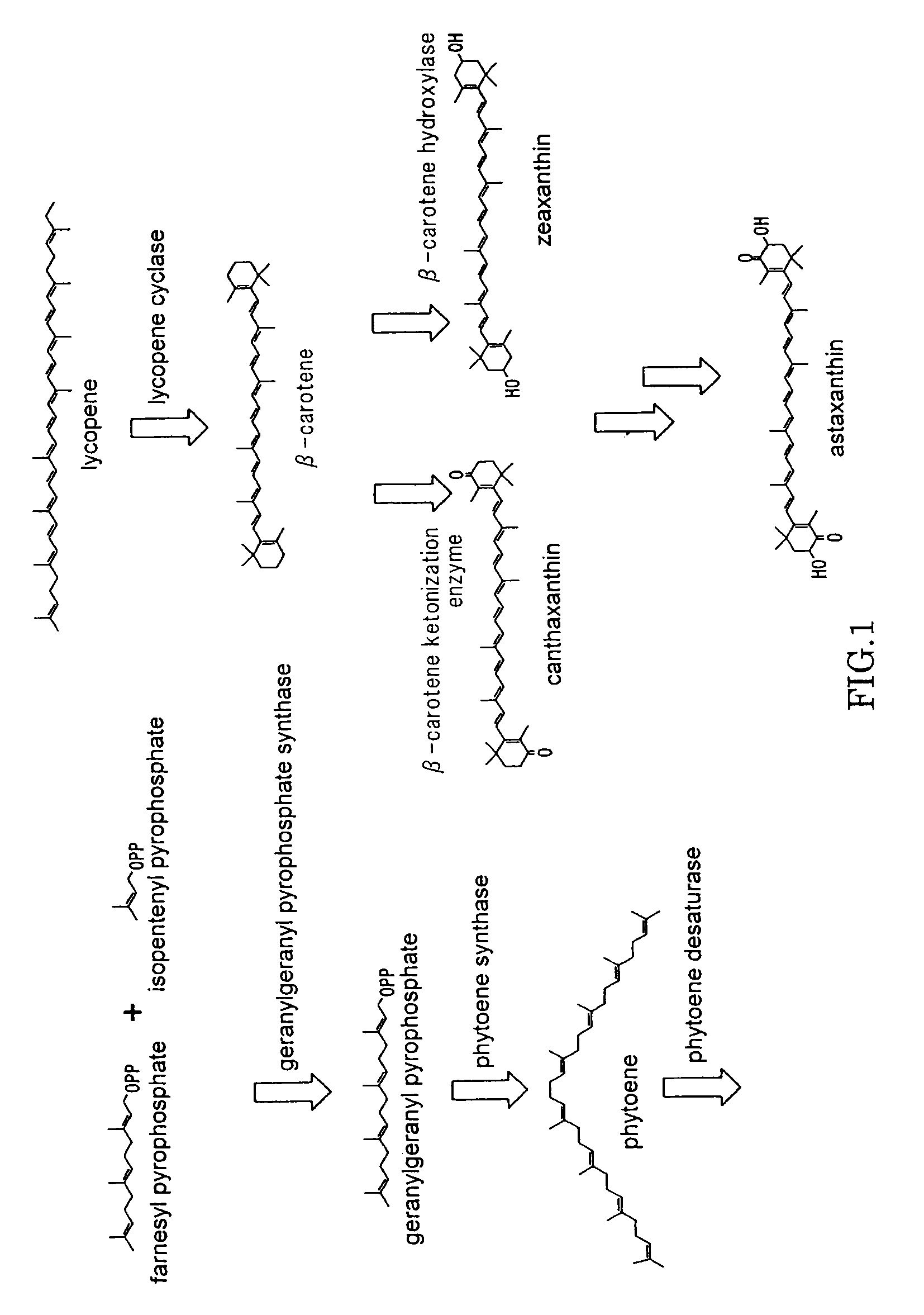 Microorganism and method for producing carotenoid using it