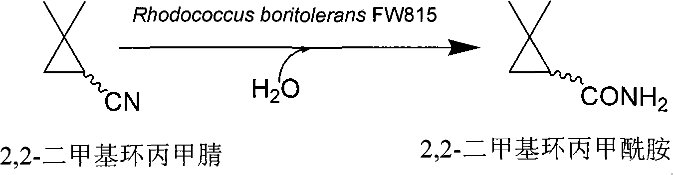 Method for preparing 2,2-dimethyl cyclopropanecarboxamide and bacterial strain thereof by biological catalysis