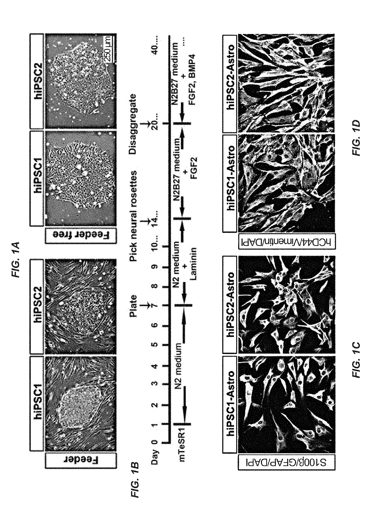 Methods for promoting oligodendrocyte regeneration and remyelination