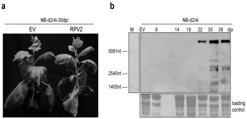 Rice potato leaf roll virus 2 infectious clone as well as construction method and application thereof