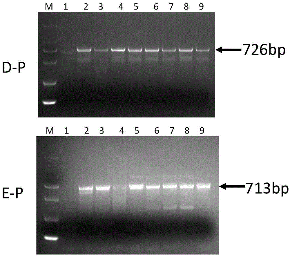 Set reagent for detecting whether wheat contains haynaldia villosa 6VS chromosome arms or not and molecular marker