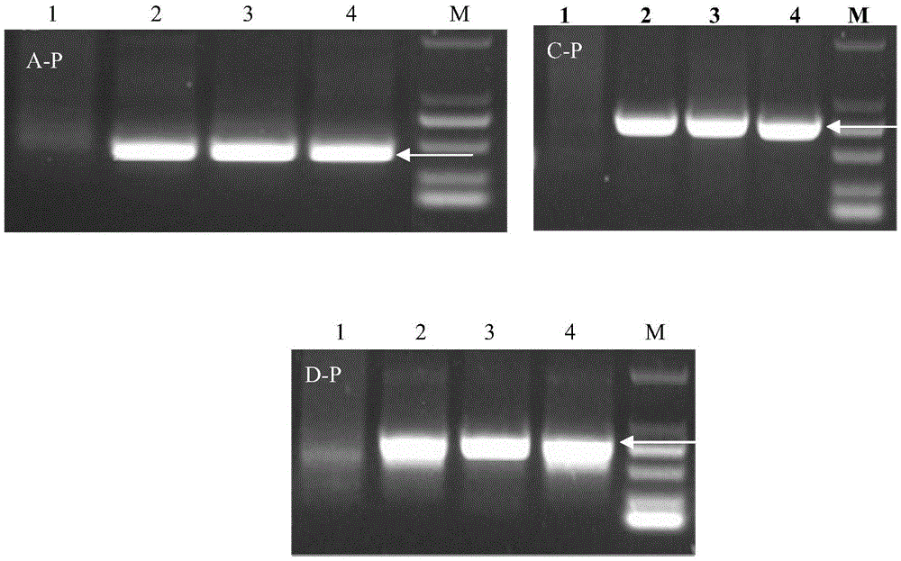 Set reagent for detecting whether wheat contains haynaldia villosa 6VS chromosome arms or not and molecular marker