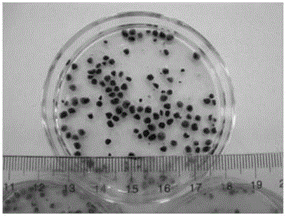 Activated sludge and microalgae coupled granular system for waste water treatment and establishment and operation method thereof