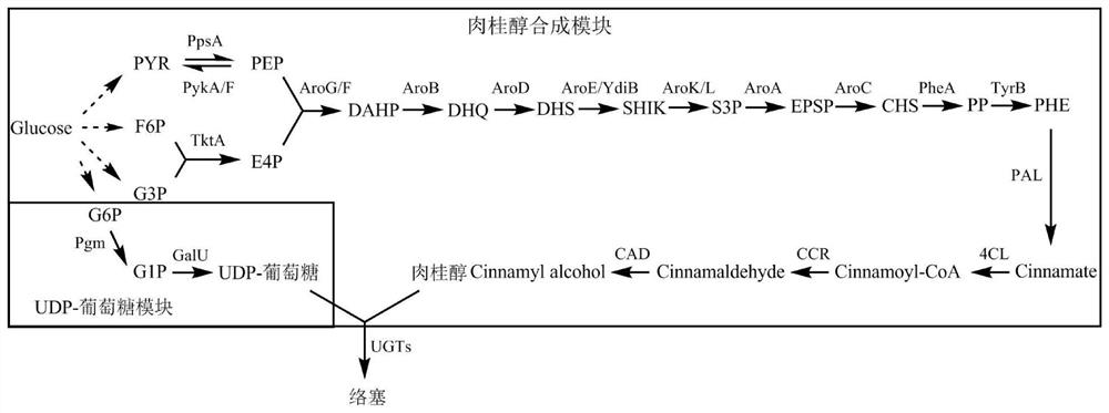 Recombinant Escherichia coli for producing cinnamyl alcohol and rothium, construction method and application