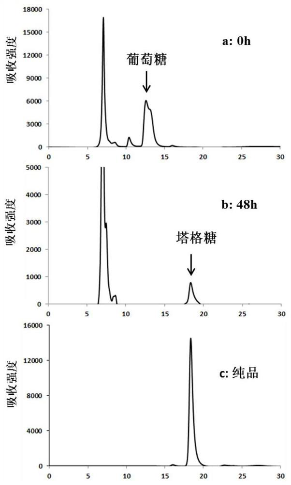 An engineering strain producing tagatose, its construction method and application