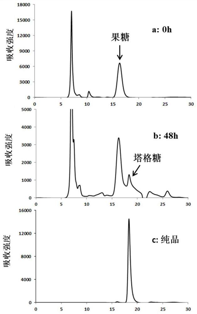 An engineering strain producing tagatose, its construction method and application