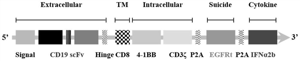 Chimeric antigen receptor for targeting CD19 and interferon synergy and application of chimeric antigen receptor