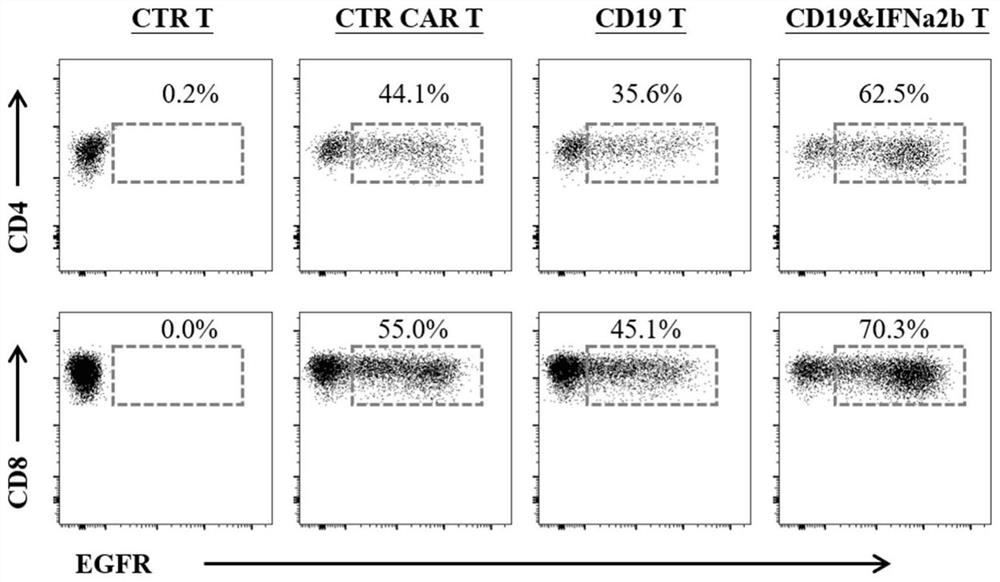 Chimeric antigen receptor for targeting CD19 and interferon synergy and application of chimeric antigen receptor