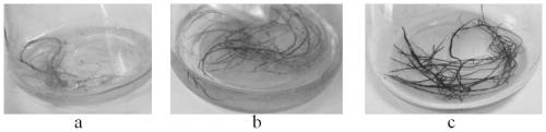 Gene cloning, vector construction and application of baical skullcap root anthocyanin transcriptional regulation factors SbMYB75 and SbDEL