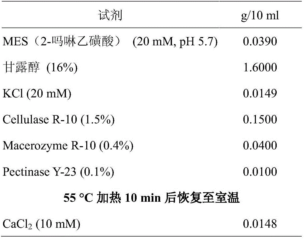 Camellia sinensis flower protoplast, preparation method therefor and application thereof