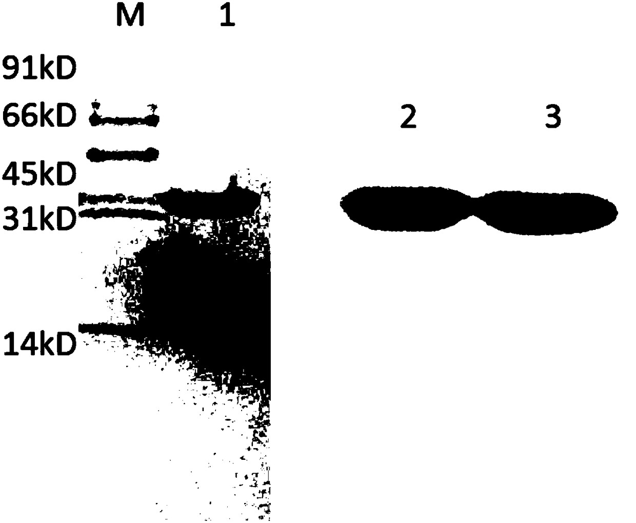 Nucleotide sequence and expression vector of encoded recombinant urate oxidase protein