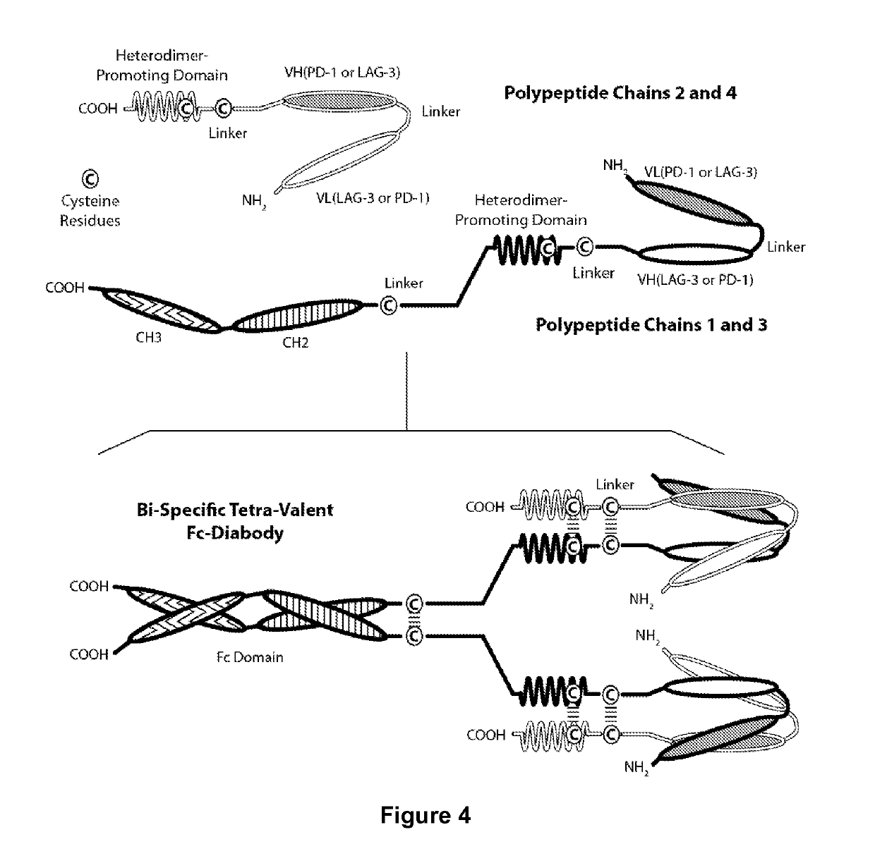 Covalently Bonded Diabodies Having Immunoreactivity with PD-1 and LAG-3, and Methods of Use Thereof