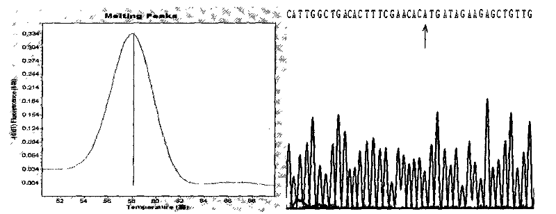 Kit for detecting human BDNFmet gene variation