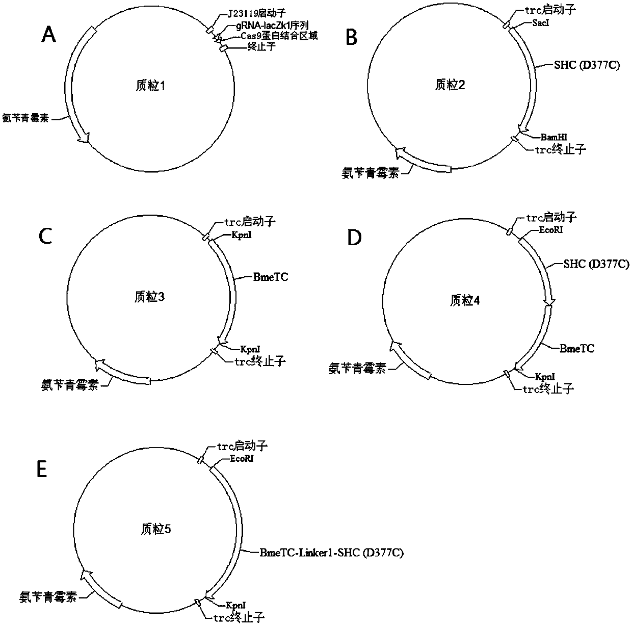 Recombinant escherichia coli for heterologously synthesizing ambrein and construction method thereof