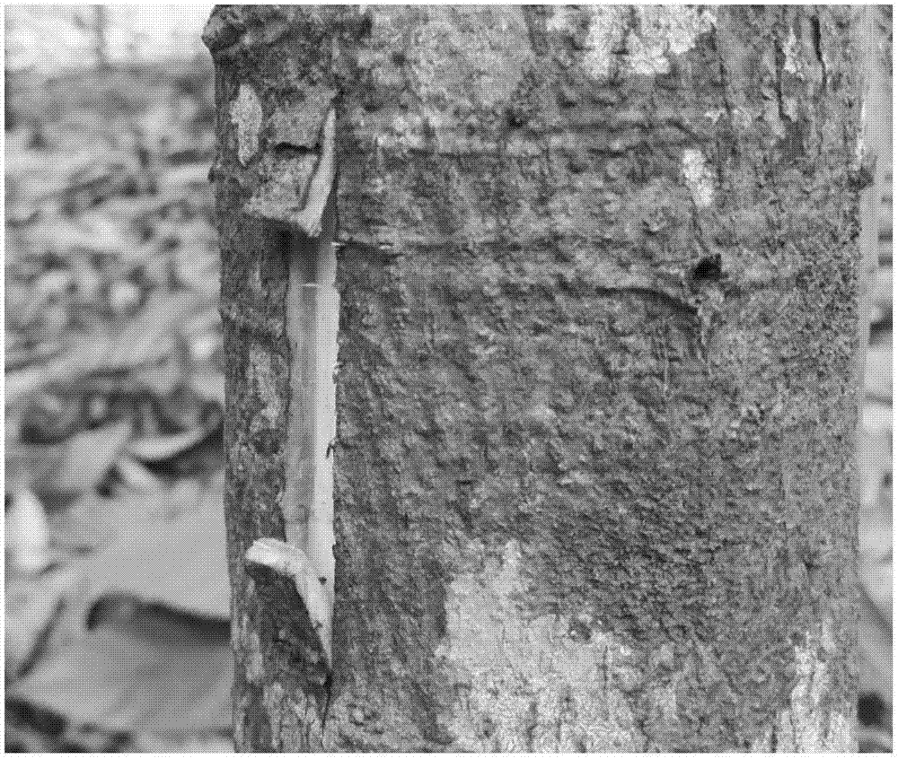 A method for grafting and replanting mature cocoa trees