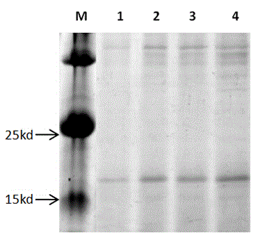 Compound porcine alpha interferon gene and synthetic method thereof