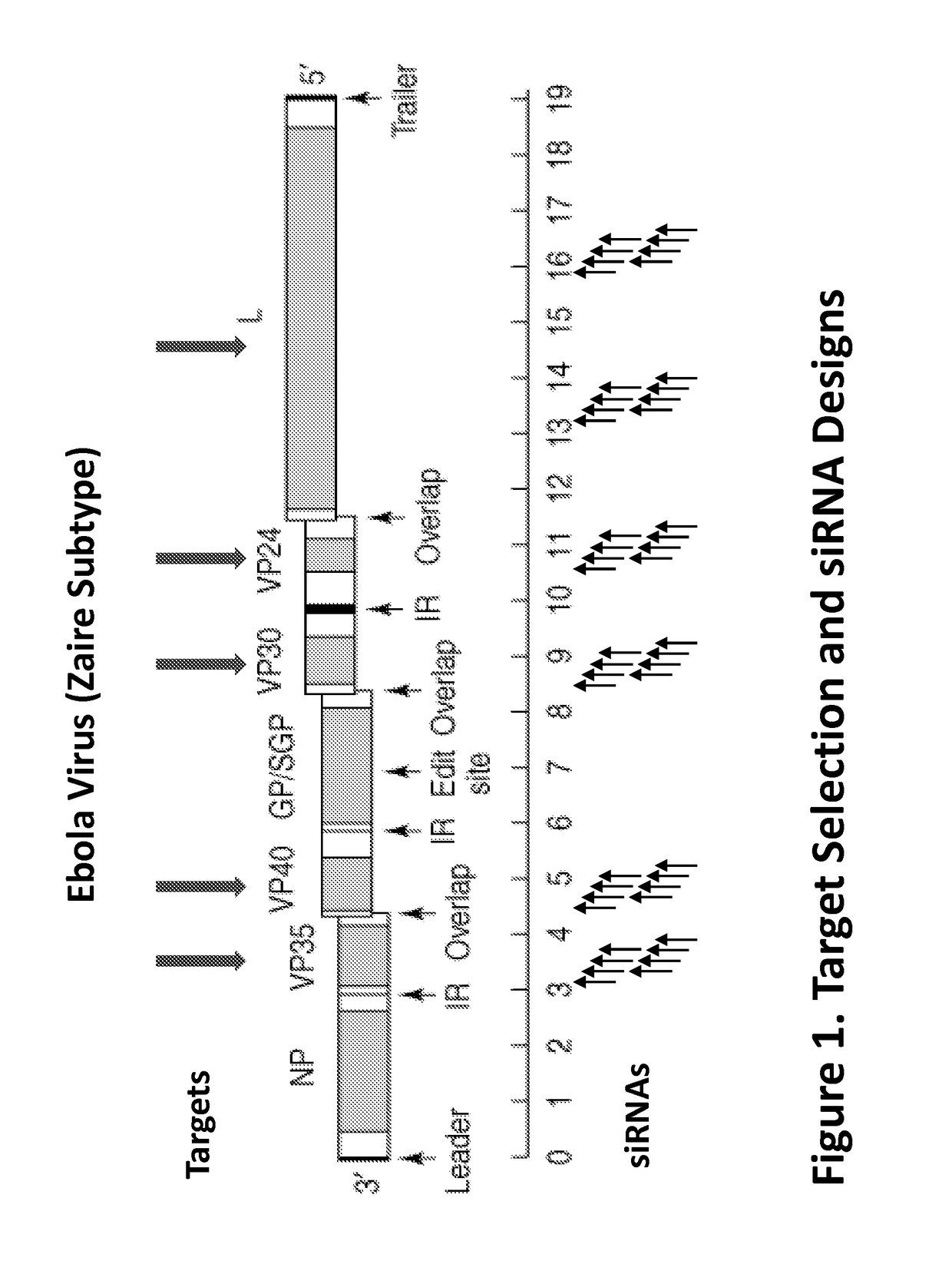 Compositions Comprising Small Interfering RNA Molecules for Prevention and Treatment of Ebola Virus Disease