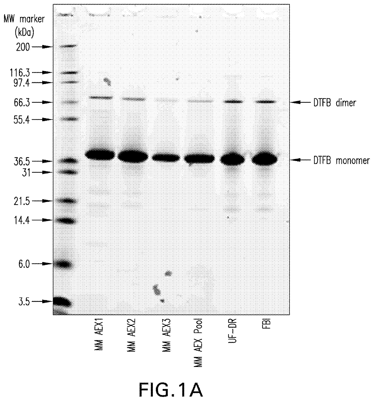 Pneumococcal conjugate vaccine formulations