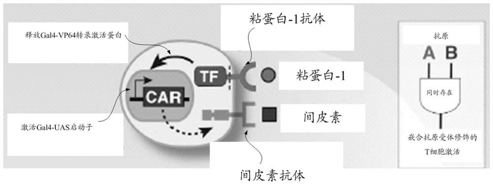 Chimeric antigen receptors and their expression genes, chimeric antigen receptor-modified T cells regulated by dual antigens and their applications