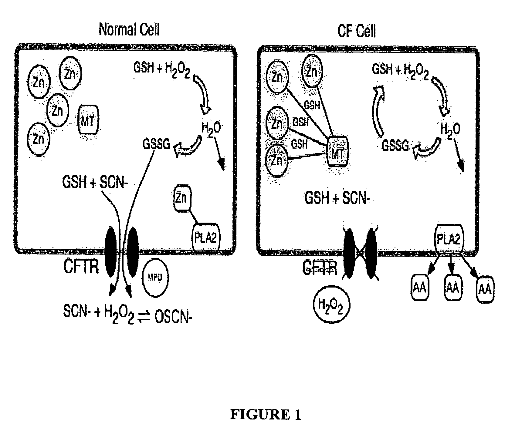 Methods and composition for the treatment of cystic fibrosis and related illnesses
