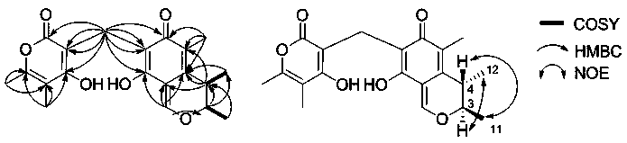 Citrinin compound dicitrinone D and its application in malignant melanoma