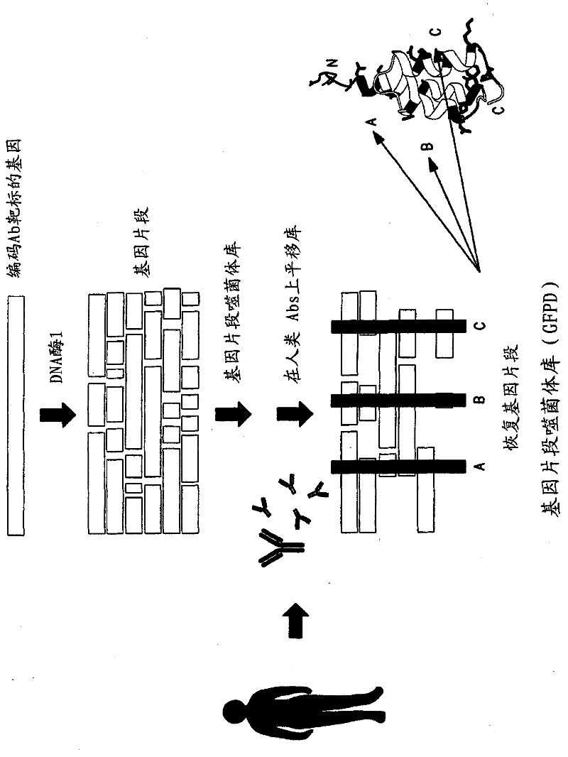Methods and compositions for discovery of target-specific antibodies using antibody repertoire array (ARA)