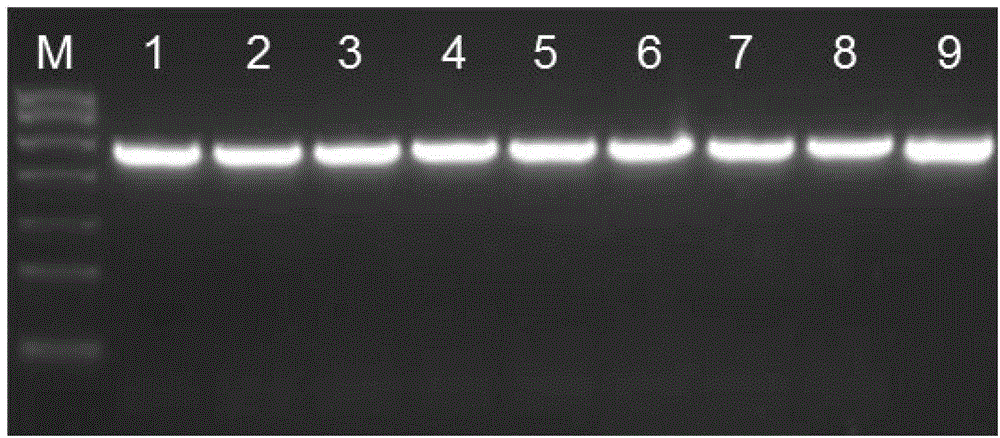 RT-PCR kit for detection of poultry source pedigree H3N2 subtype canine influenza virus and application thereof