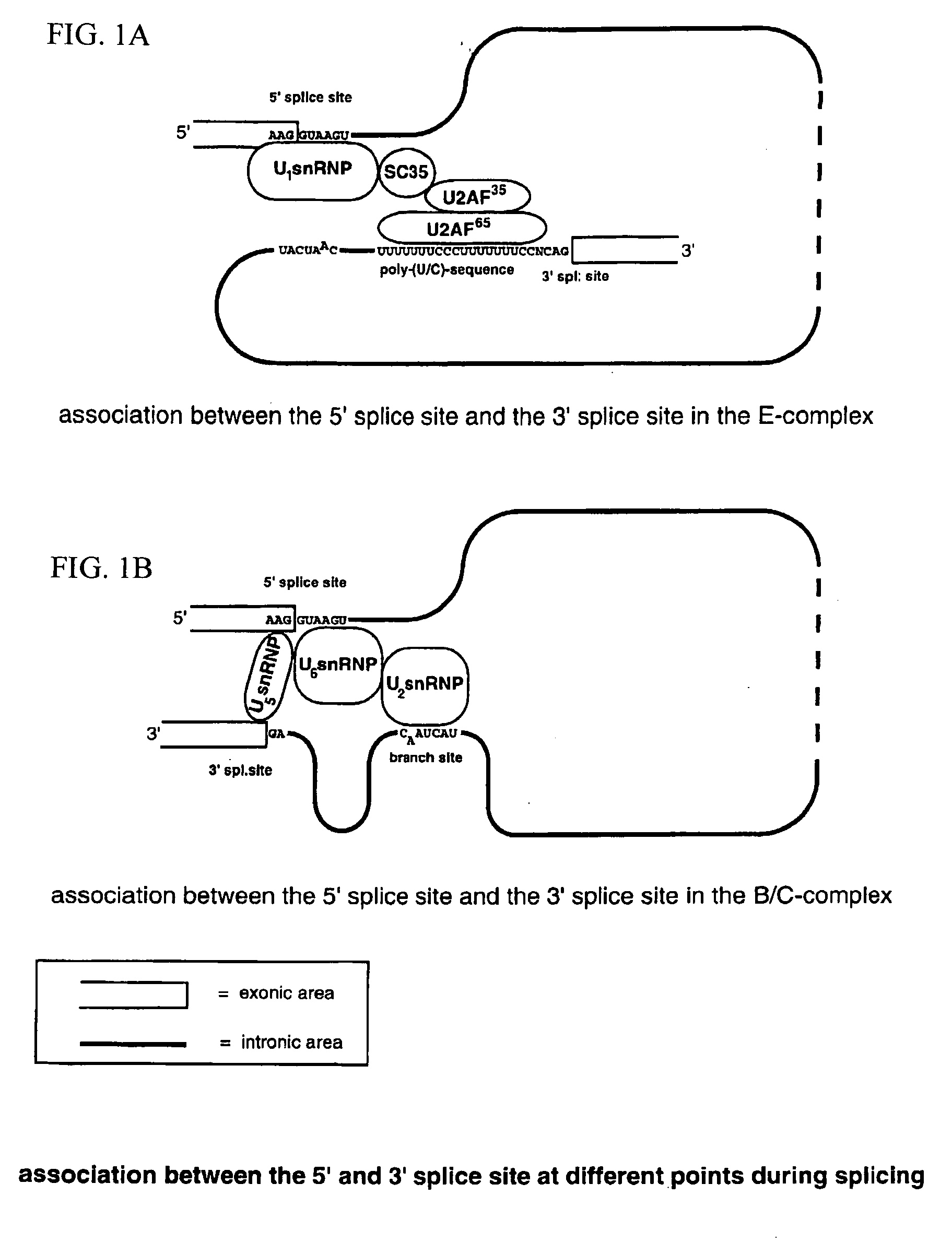 Method for the repair of mutated RNA from genetically defective DNA and for the specific destruction of tumor cells by RNA trans-splicing, and a method for the detection of naturally trans-spliced cellular RNA