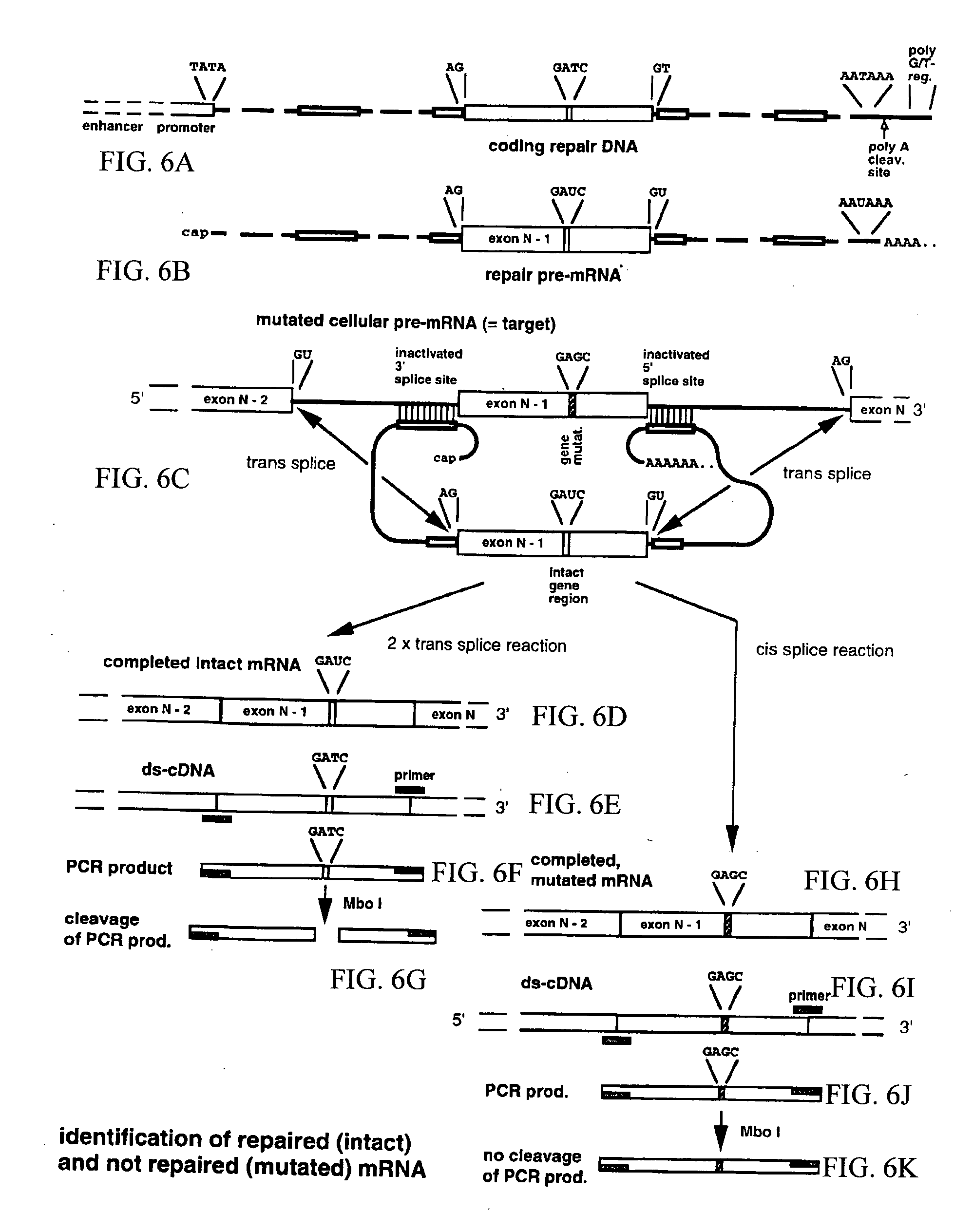 Method for the repair of mutated RNA from genetically defective DNA and for the specific destruction of tumor cells by RNA trans-splicing, and a method for the detection of naturally trans-spliced cellular RNA
