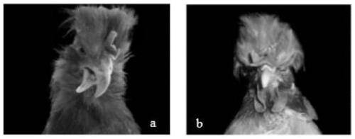 A molecular marker related to chicken beak deformity traits and its application