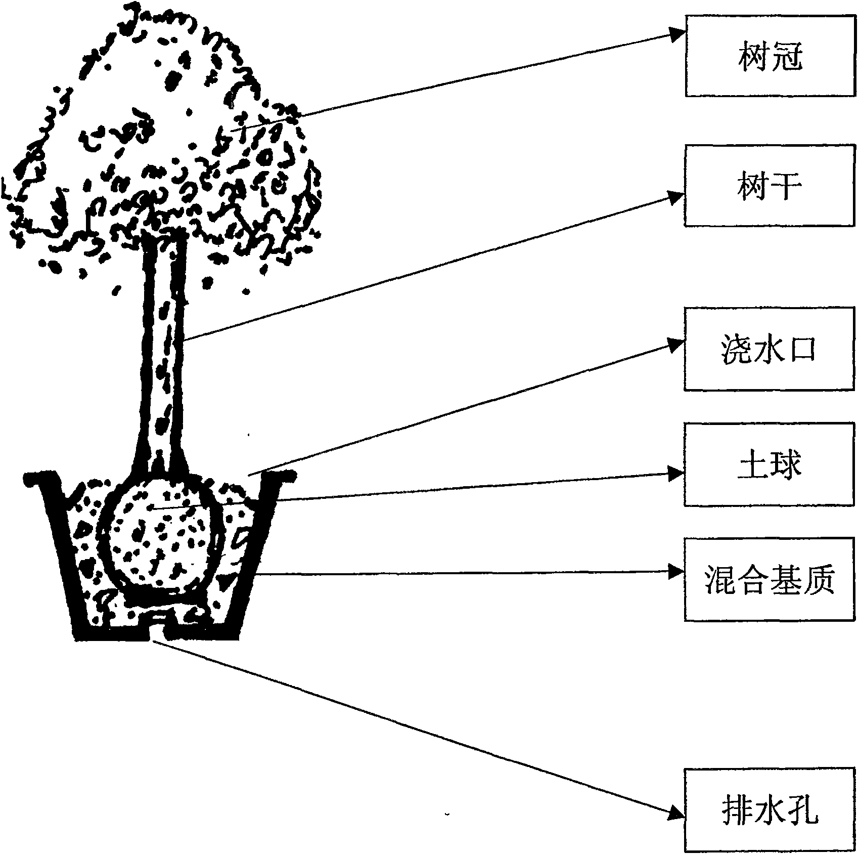 Half soilless method for potted dendriform China rose