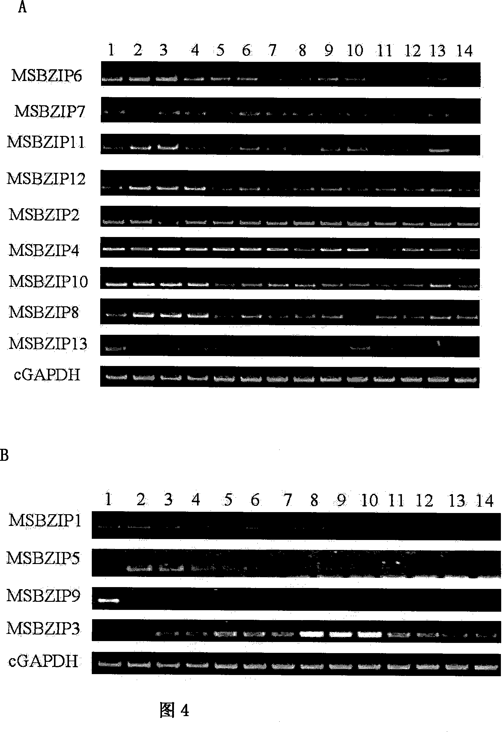 bzip transcription factor related to corn kernel growth, its coding gene and gene expression