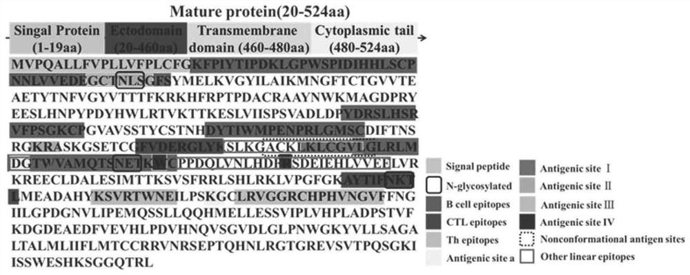 Design of broad-spectrum rabies virus-like particle antigen and stable expression cell strain HEK-293 thereof