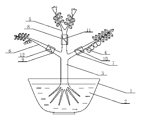 Potted landscape composed through graft of rhododendron grafted branch, blueberry grafted branch and oriental blueberry grafted branch on rhododendron pulchrum stock