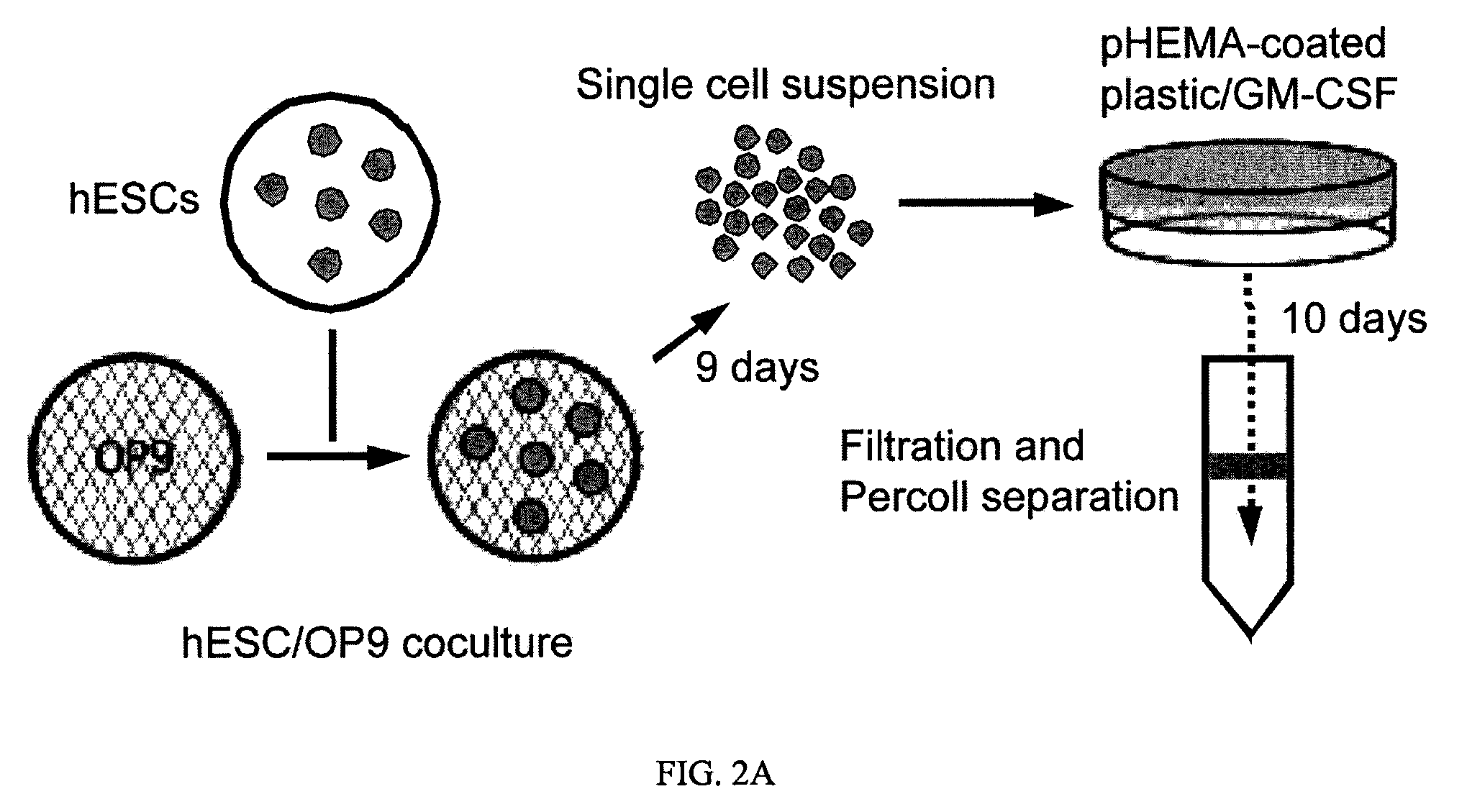 Composition comprising recombinant nucleic acid encoding Sox2, Oct-4, Nanog and Lin28