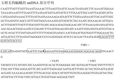 Real-time fluorescent pcr detection method and detection kit of the yushu non-hooked bat moth