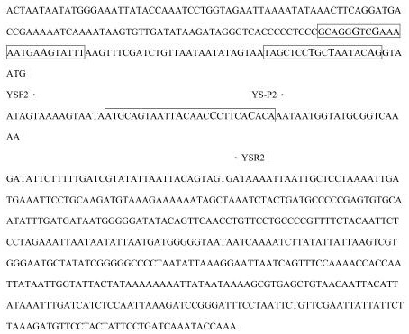 Real-time fluorescent pcr detection method and detection kit of the yushu non-hooked bat moth