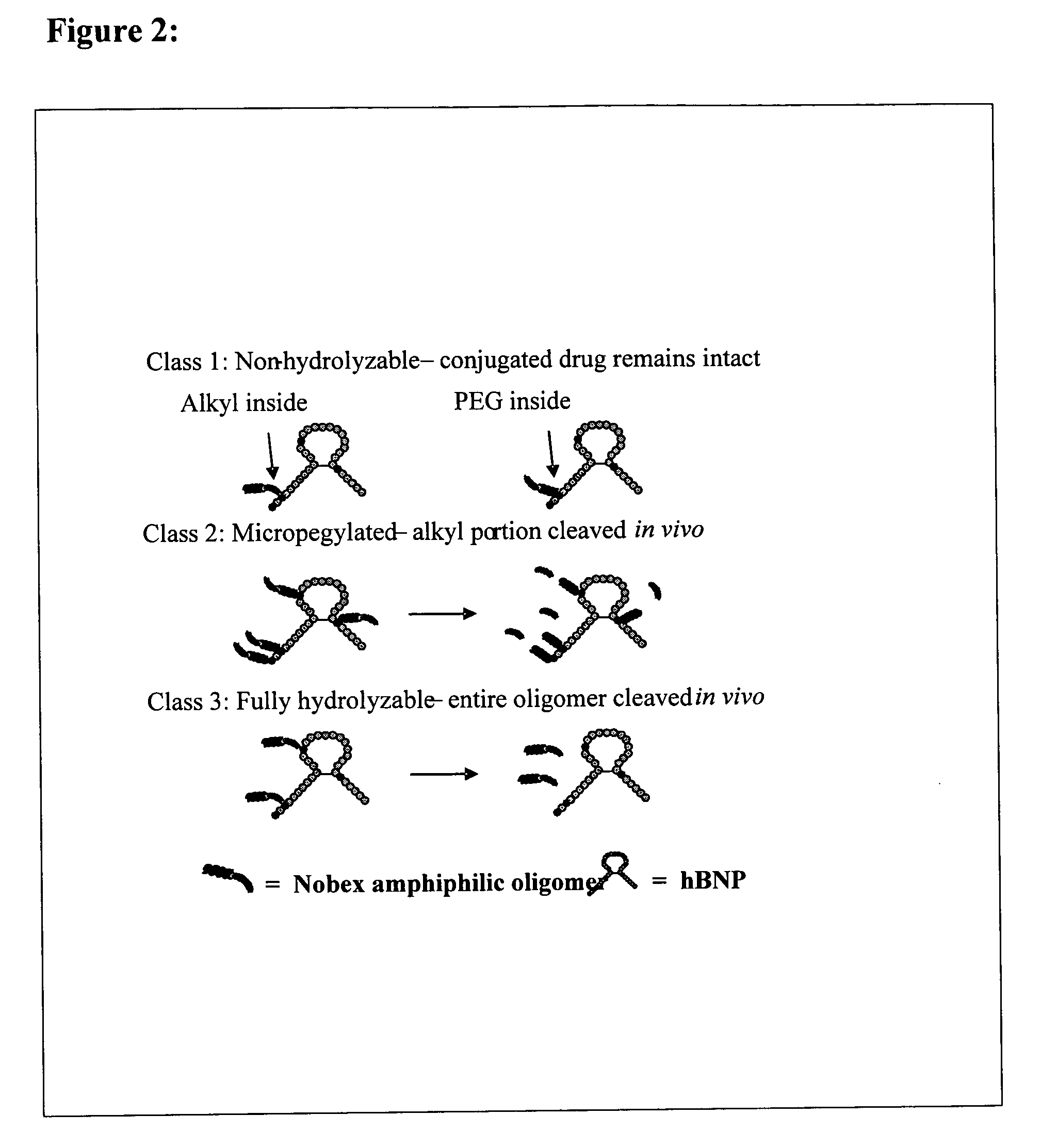 Natriuretic compounds, conjugates, and uses thereof