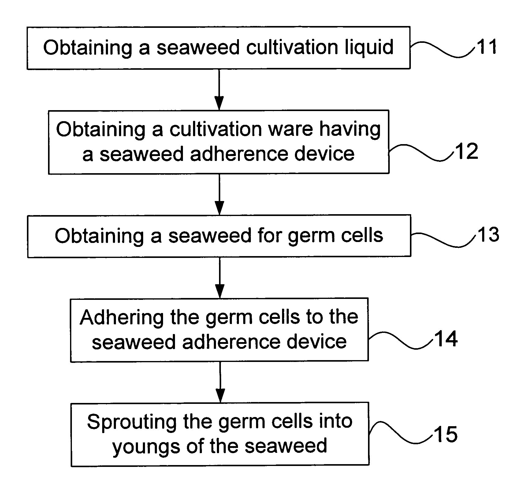 Method for cultivating seaweed having adherence