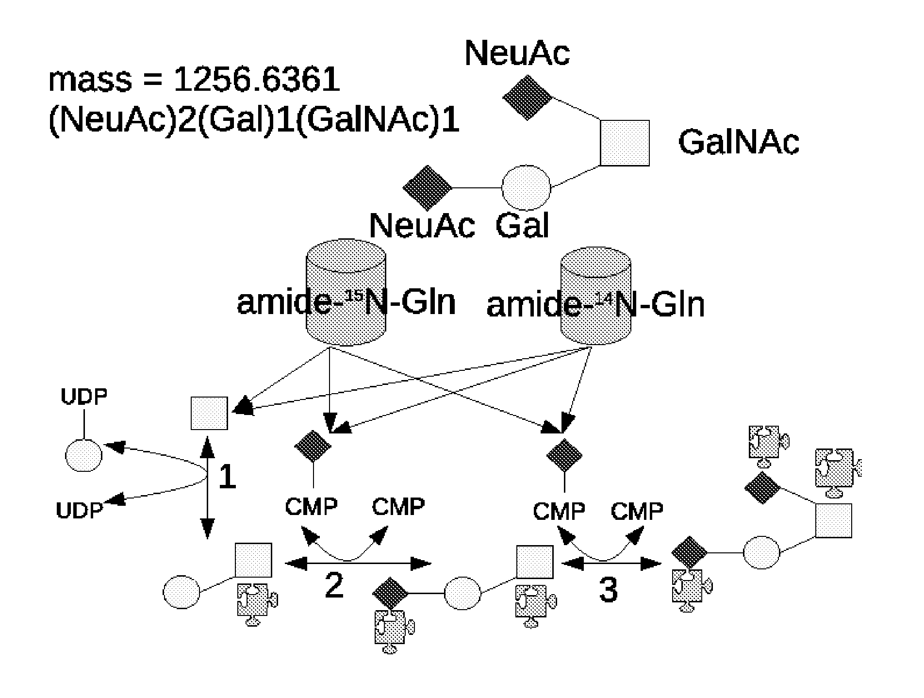 Method And System Using Computer Simulation For The Quantitative Analysis Of Glycan Biosynthesis