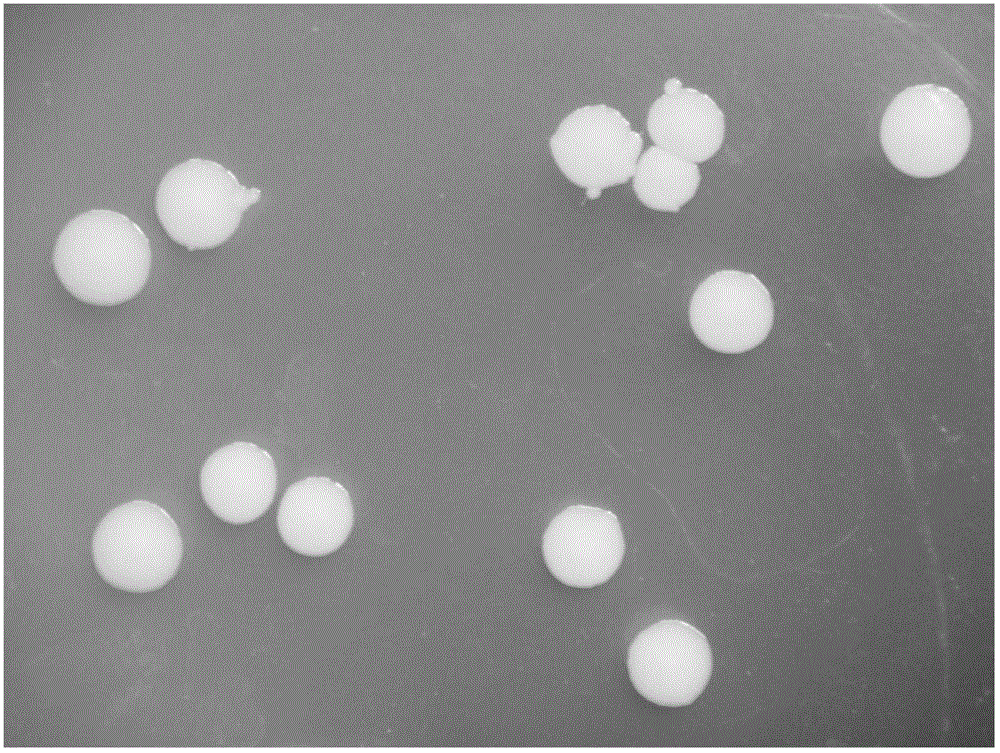 Denitrification acinetobacters and use thereof