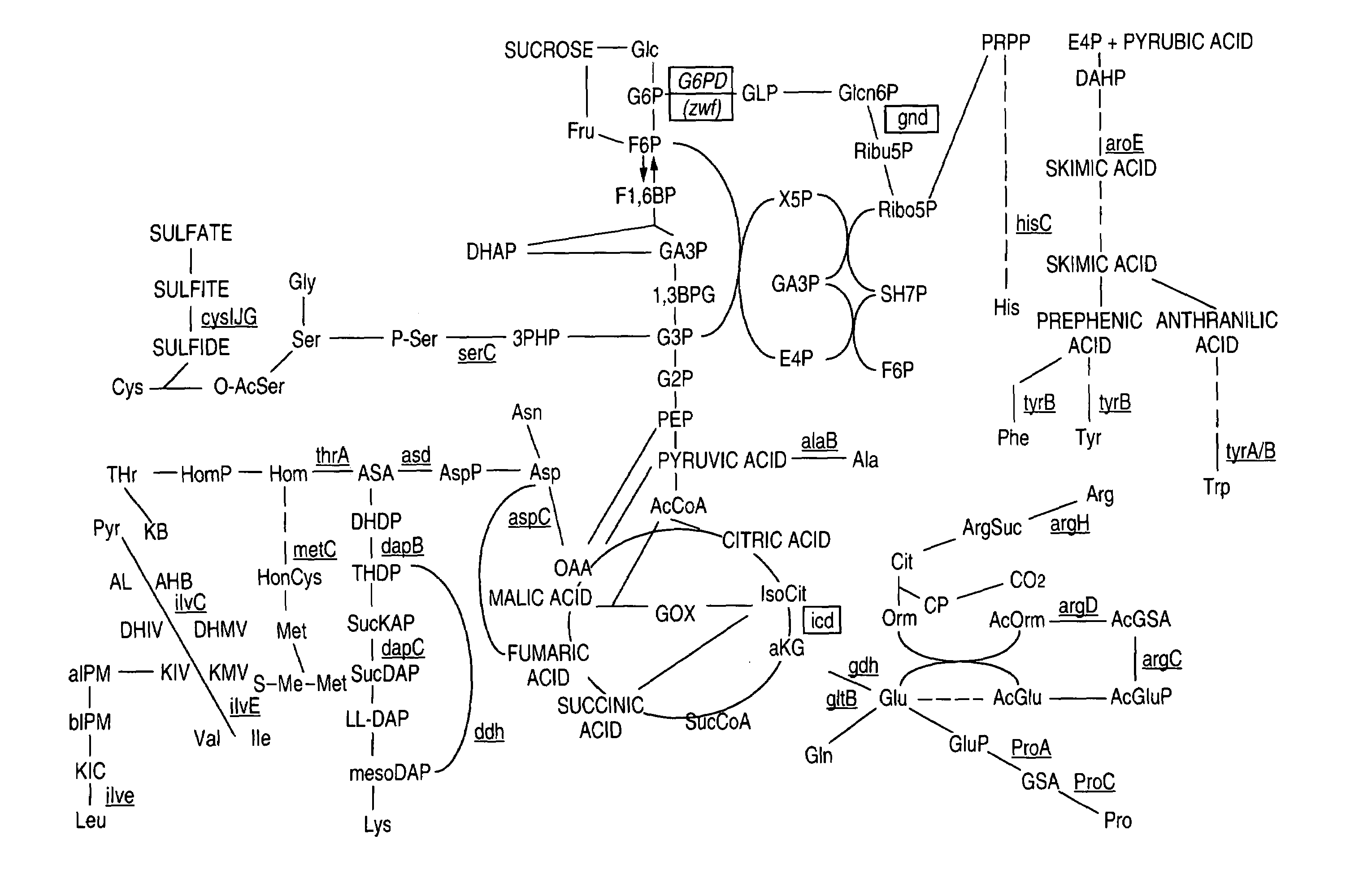 Glucose-6-phosphate dehydrogenase