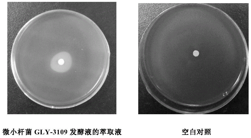 Exiguobacterium sp. GLY-3109 and use of Exiguobacterium sp. GLY-3109 and its active algicidal component in control of cyanobacterial bloom