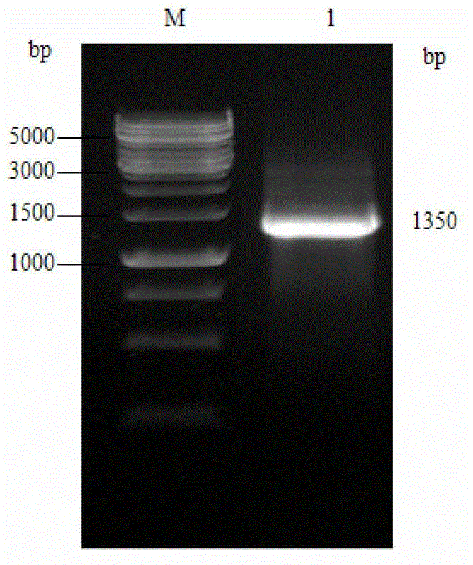 Ginseng amino acid transport protein gene PgLHT and encoding protein and application thereof