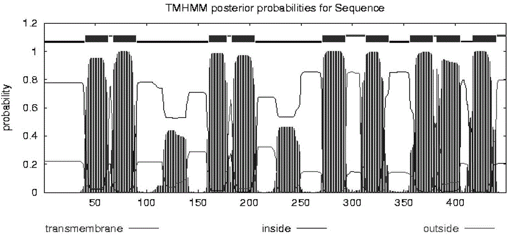 Ginseng amino acid transport protein gene PgLHT and encoding protein and application thereof