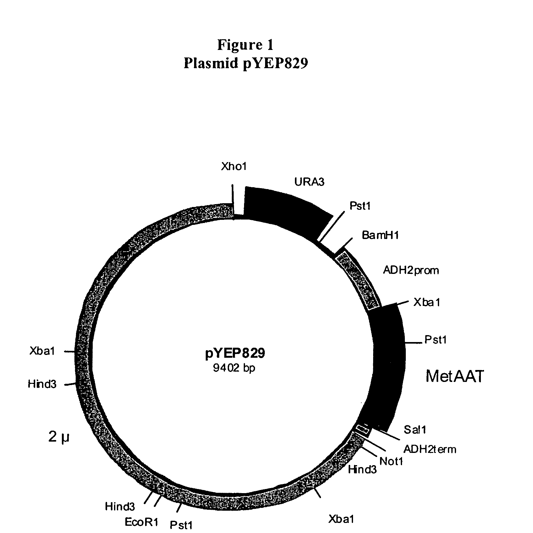 Methods of protein production in yeast
