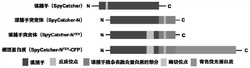 Syy capturer mutant, preparation method thereof and application of spy capturer mutant in fluorescent protein system