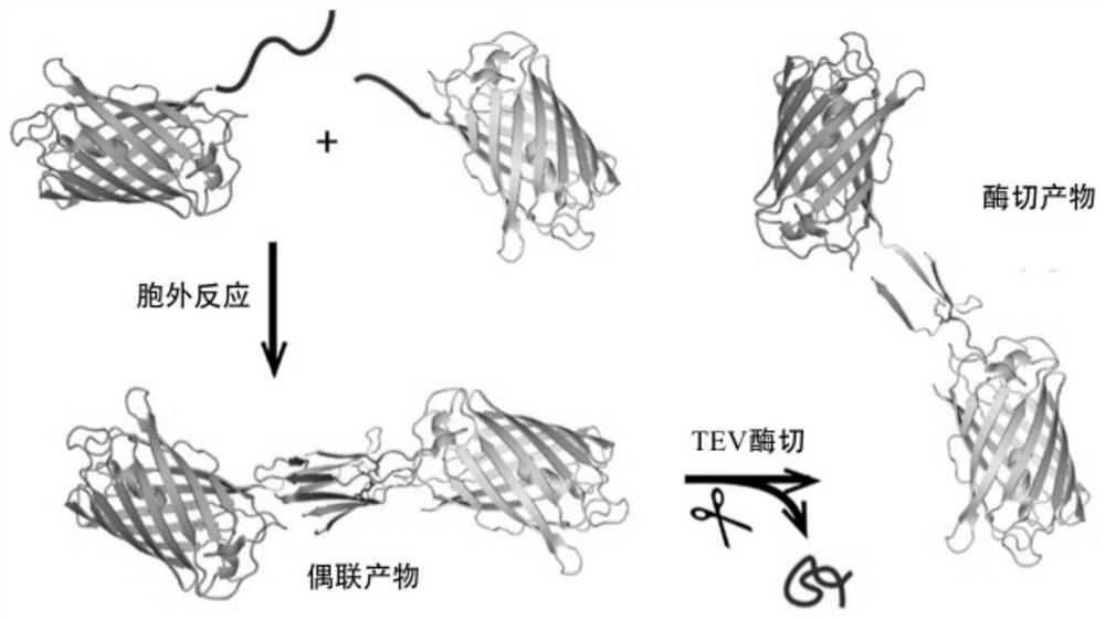 Syy capturer mutant, preparation method thereof and application of spy capturer mutant in fluorescent protein system