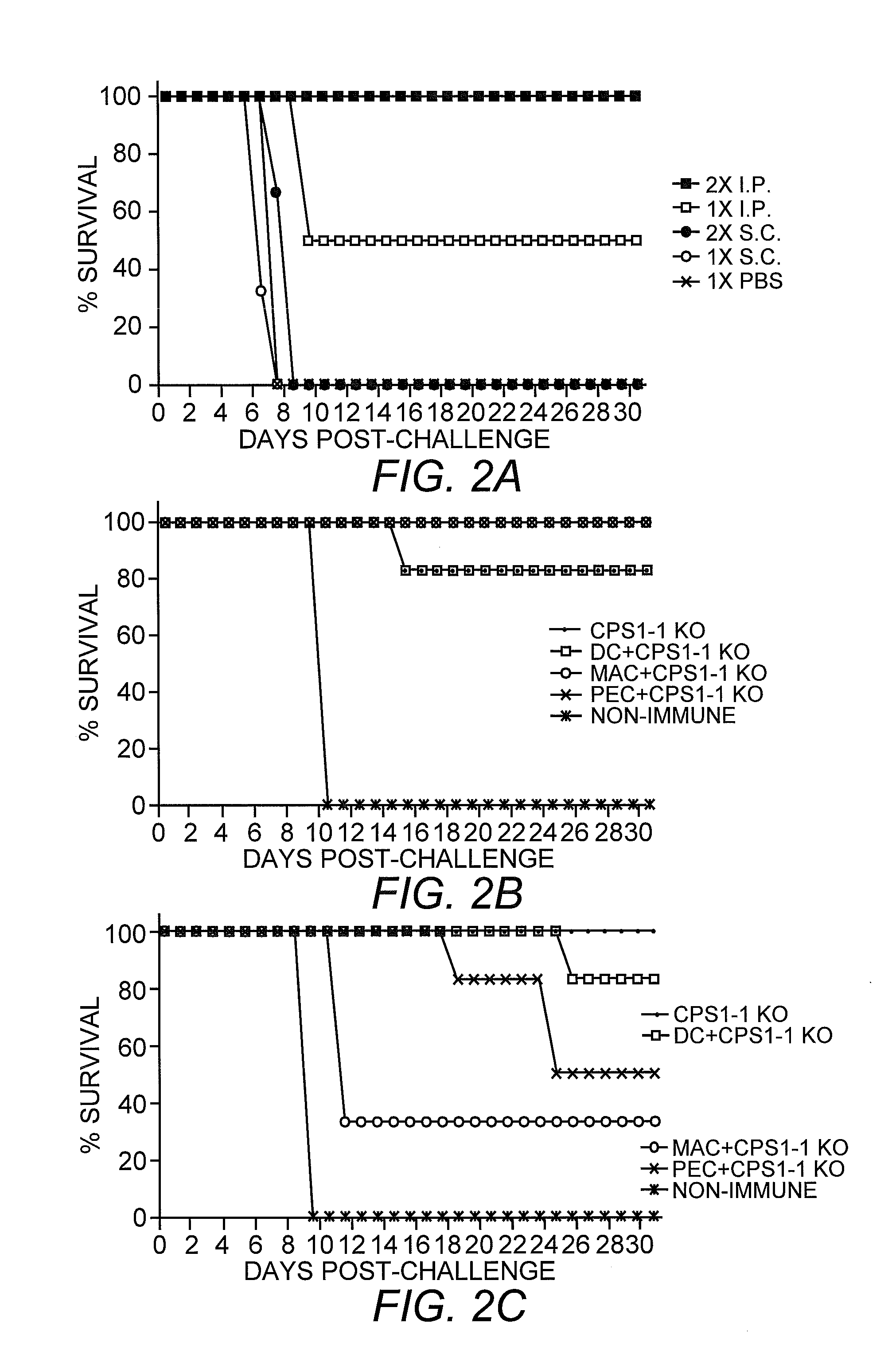 Attenuated uracil auxotroph of an apicomplexan and use thereof